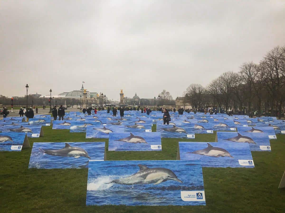 Échouages massifs de dauphins&nbsp;: les associations réclament des suspensions de pêche