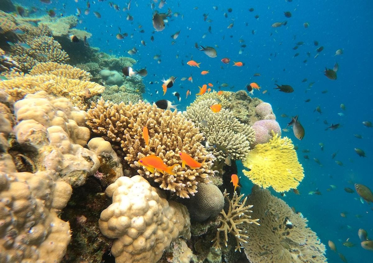 «Une catastrophe écologique» : à Mayotte et à La Réunion, les coraux dévastés par les cyclones Chido et Garance