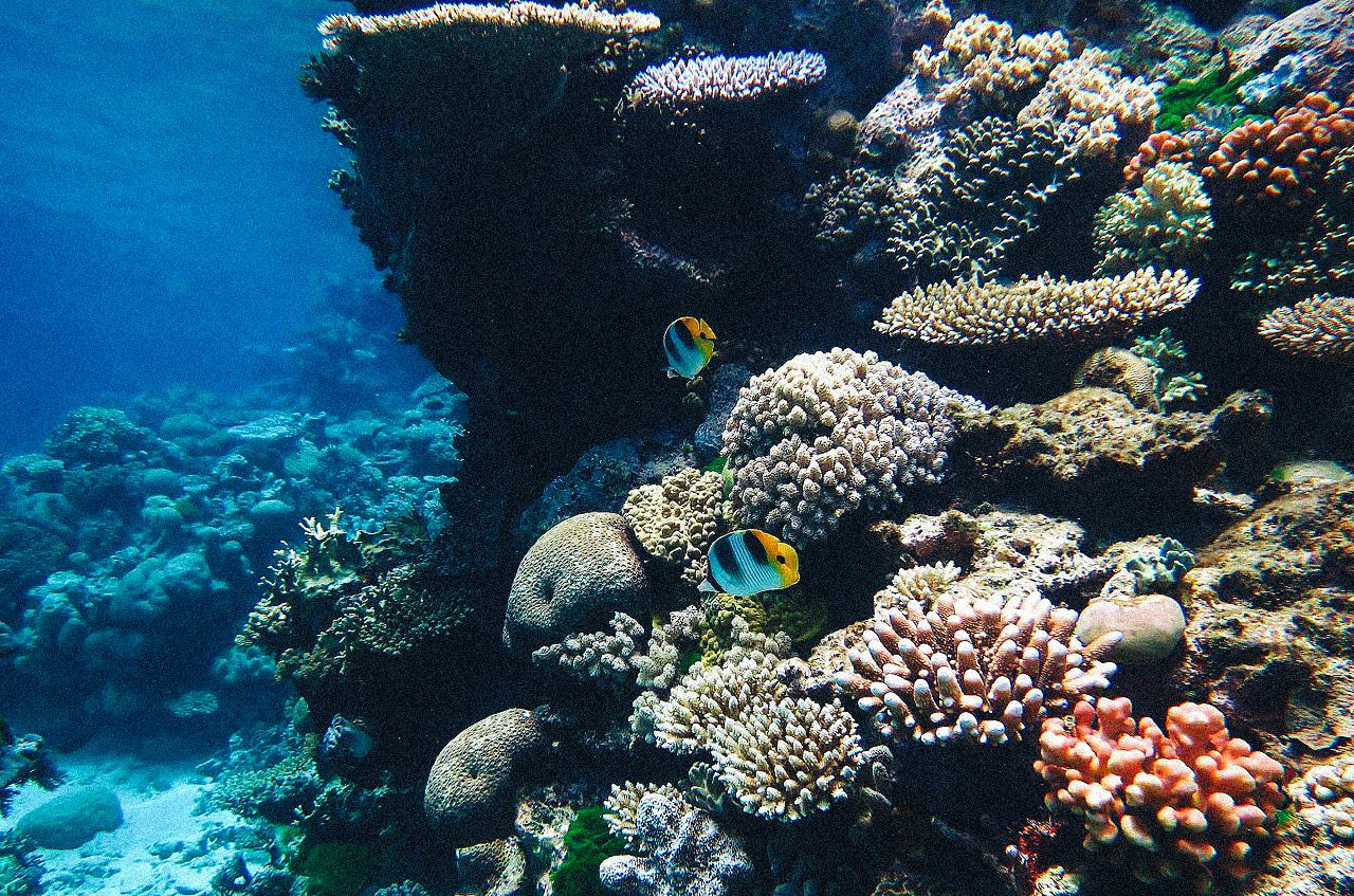 Coup de chaud sur le corail