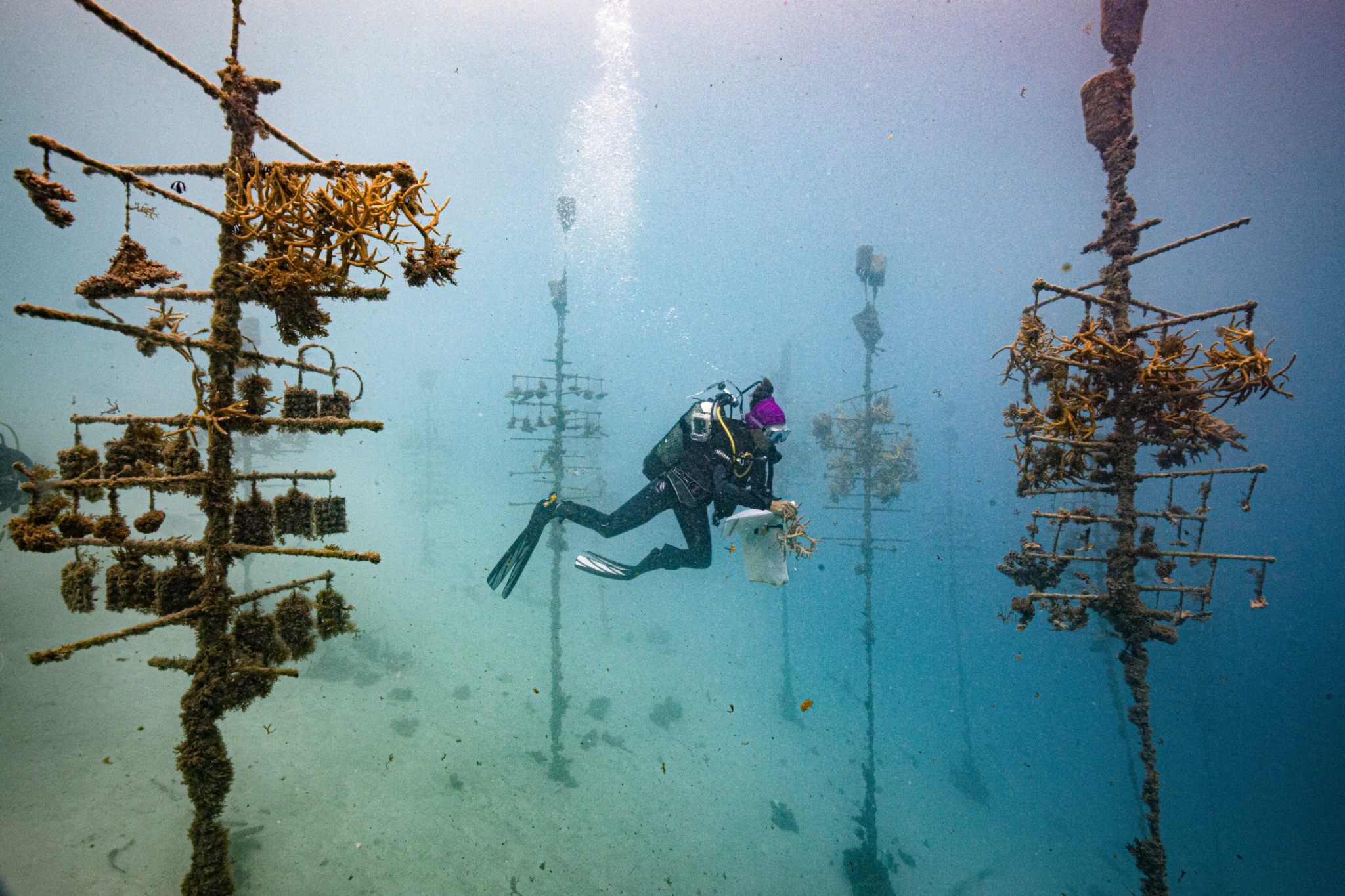 Quels sont les enjeux du « One ocean summit », qui lance une année cruciale pour la protection des mers ?