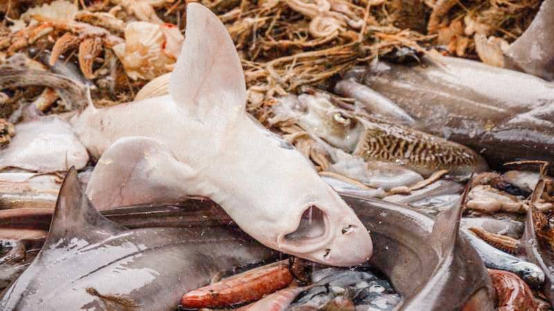 L214 lève le voile sur le chalutage industriel