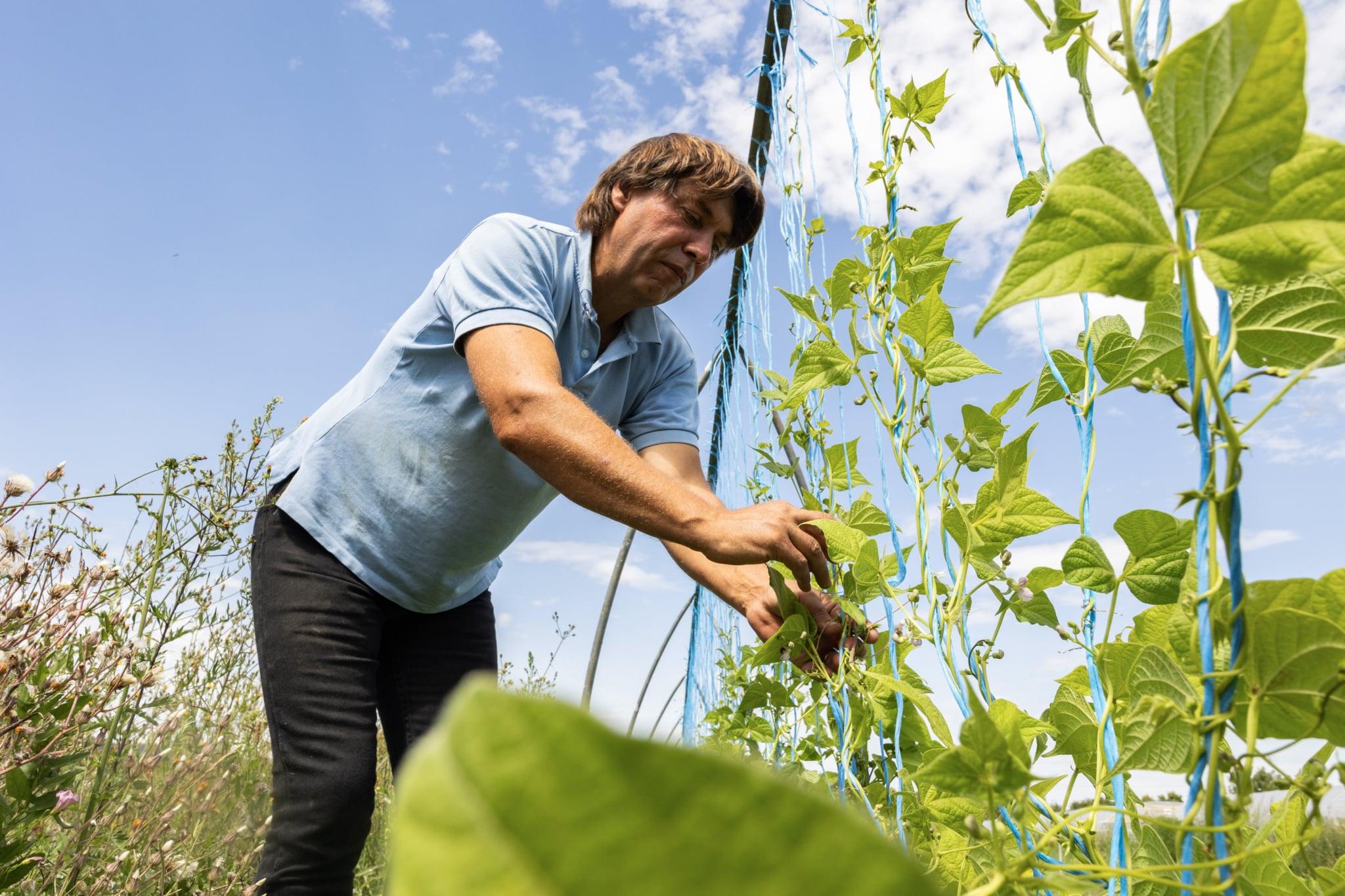 Il promet de réinventer vos lasagnes et vos pâtes à tartiner : près de Lyon, le haricot-viande fait son grand retour, du champ à l&rsquo;assiette