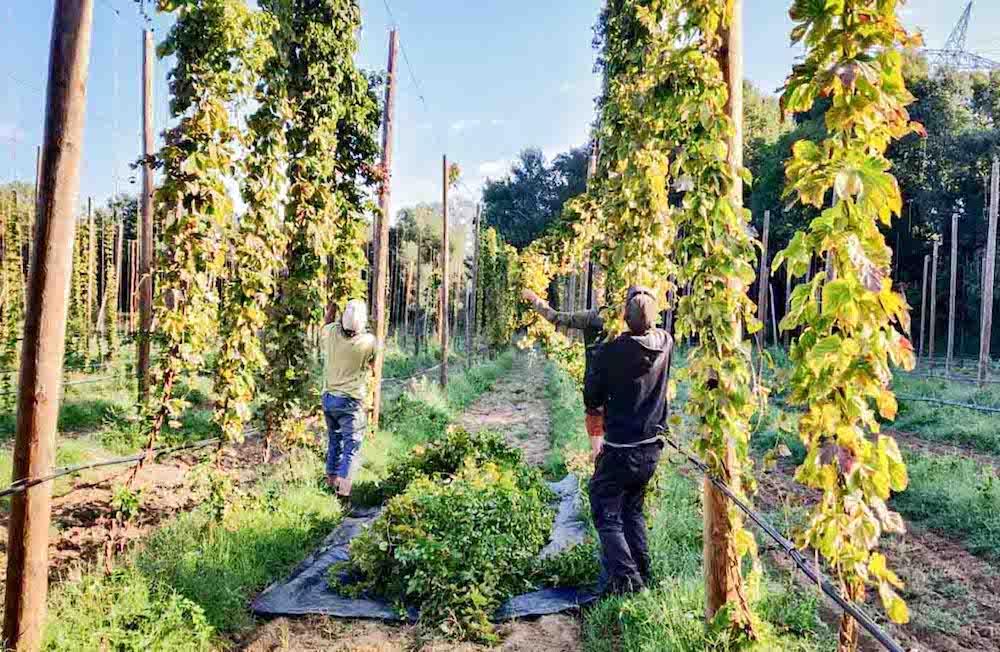 Portés par l’essor des bières artisanales, ils redonnent vie au houblon dans la Drôme