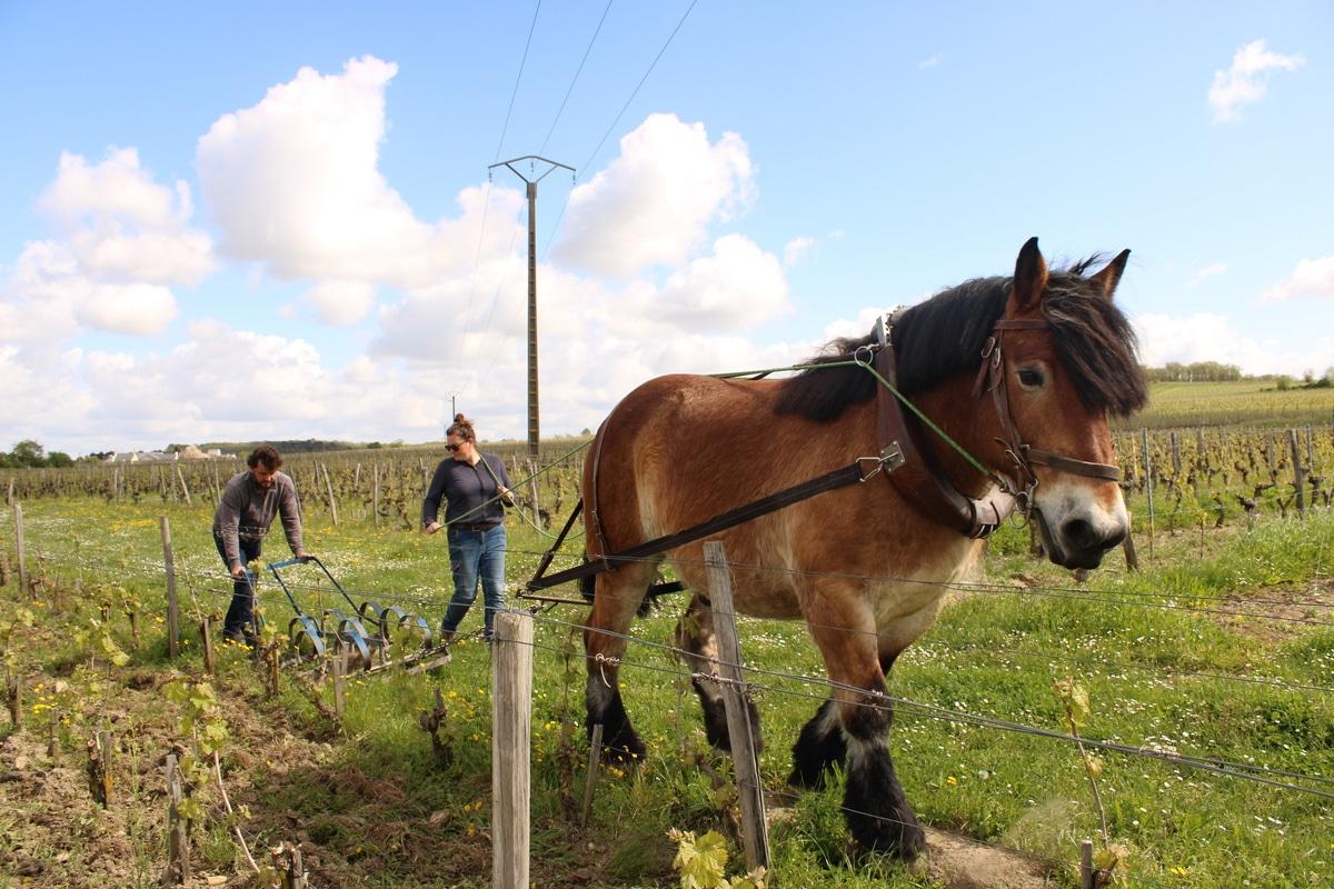 Et si on faisait revenir les chevaux de trait dans nos champs ?