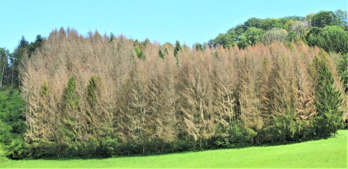 Dans le Jura, les forêts d’épicéas menacées par la hausse des températures
