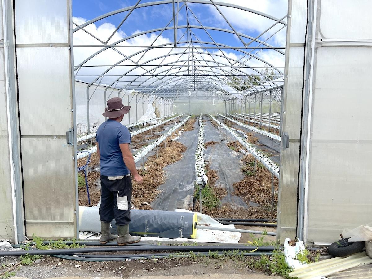«J’avais 50 000 pieds de fraises, j’ai tout perdu» : après le cyclone Garance, les agriculteurs réunionnais en plein doute