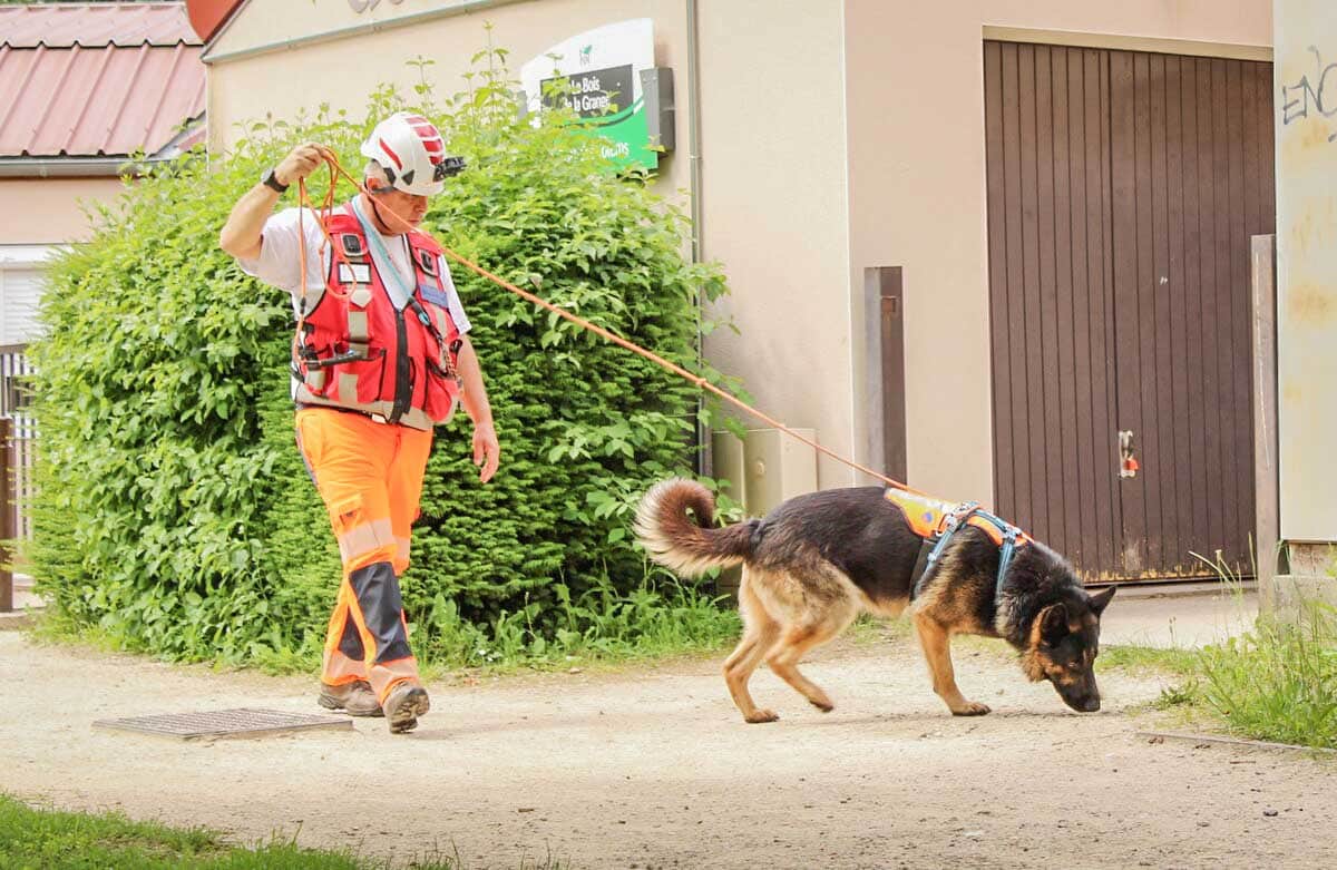 Des chiens pour repérer les fuites et faire économiser des millions de litres d’eau aux communes, ça fonctionne ?
