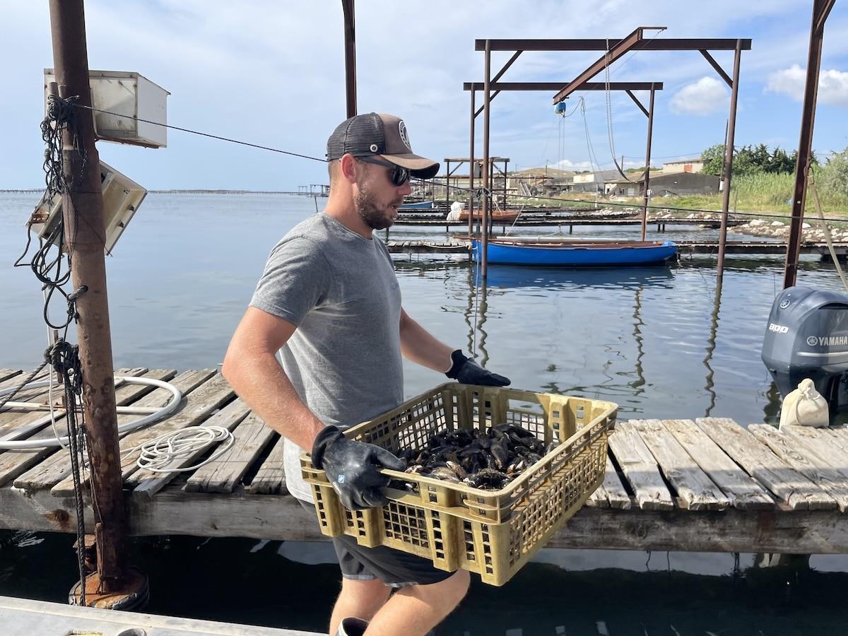 «Au-delà de 28°C, toutes les moules meurent» : les éleveurs de coquillages de l’étang de Thau face à la multiplication des canicules marines