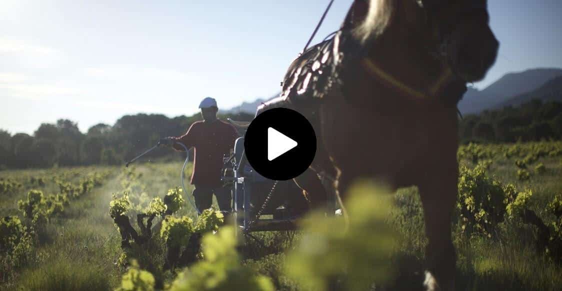 Le docu : les punks du vin !