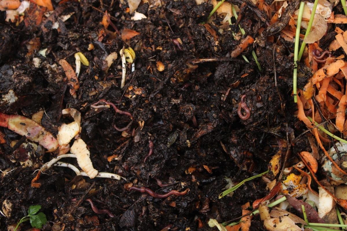 Qu’est-ce qu’on peut mettre dans son compost – ou pas – et pourquoi ?