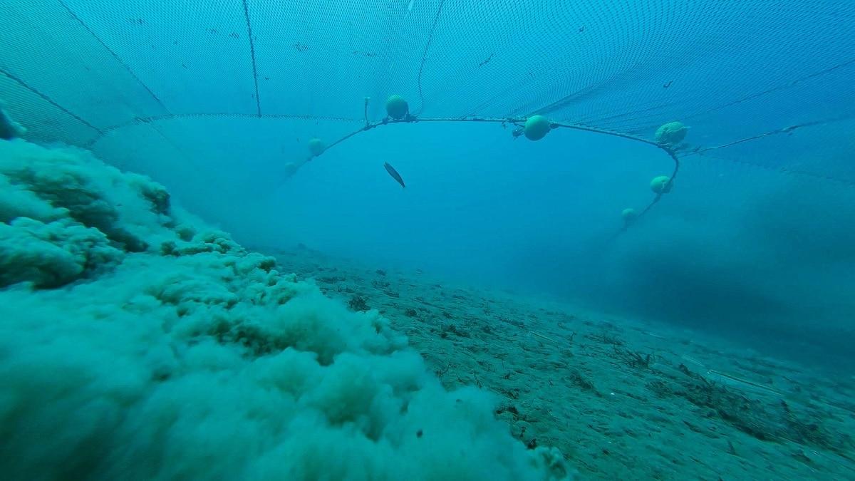 Interdiction totale de la pêche au chalut dans les aires protégées : le gouvernement préfère le «cas par cas», les associations s’étranglent