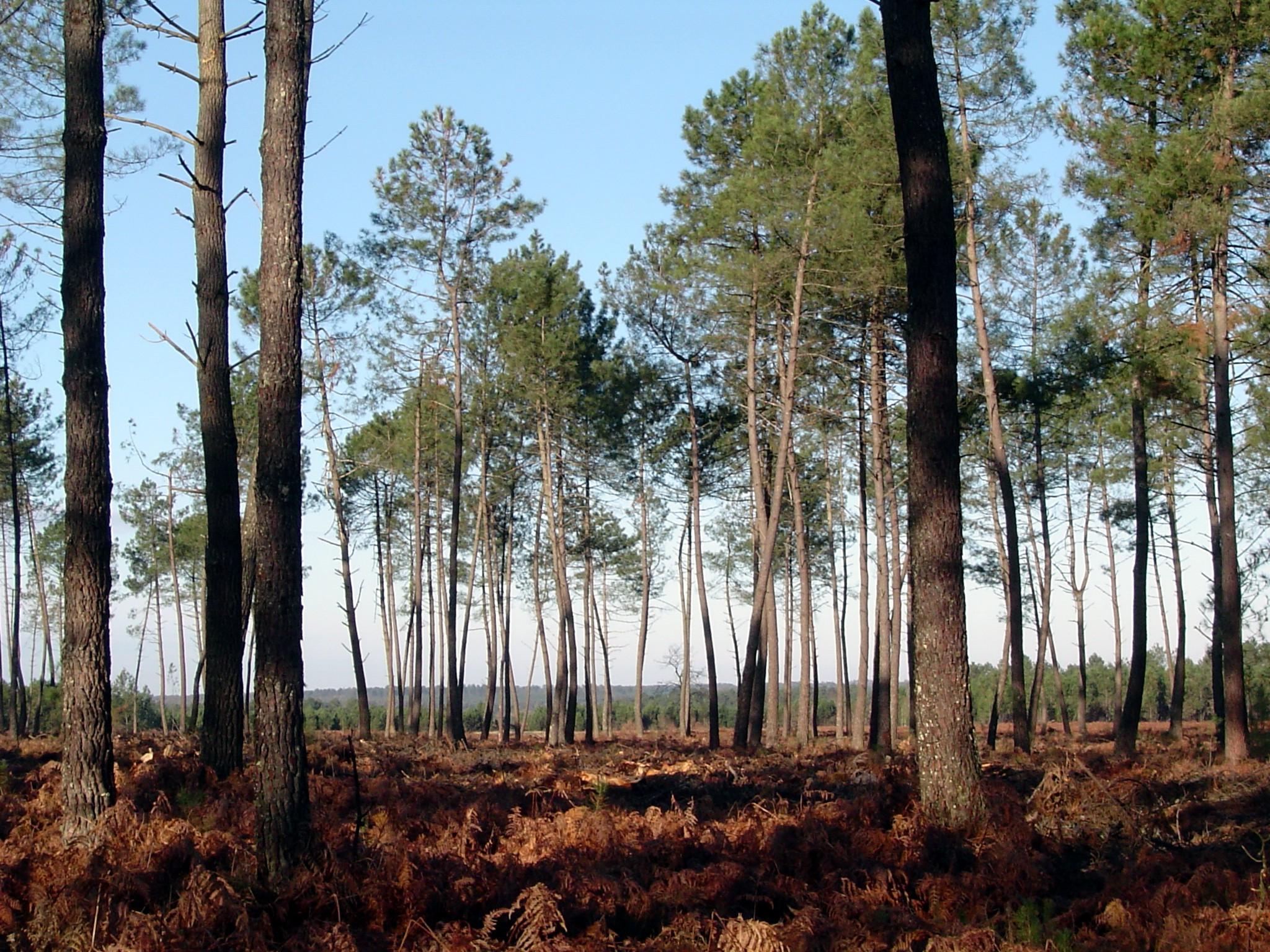 La forêt des Landes touchée par le nématode du pin : des milliers d’arbres vont être abattus, l’État annonce des mesures de soutien