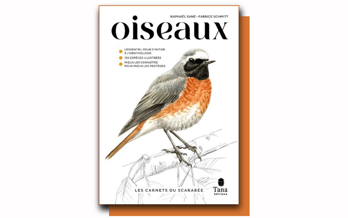 Les carnets du scarabée : tout savoir sur nos voisins à plumes et à feuilles