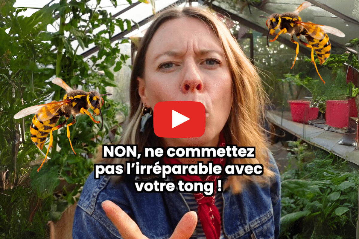 Pourquoi les guêpes sont nos meilleures amies ?