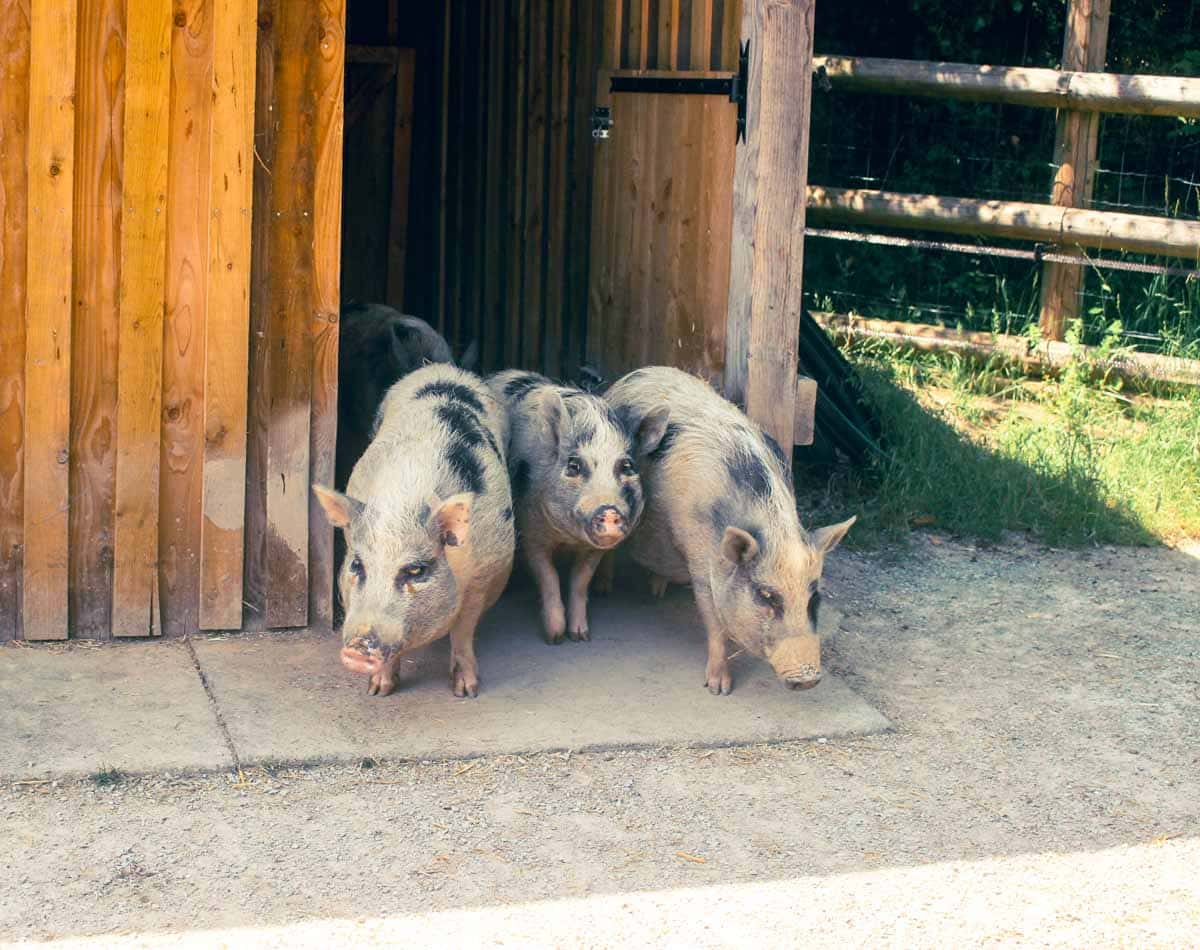 GroinGroin, ce refuge sarthois qui sauve les cochons de l&rsquo;abattoir
