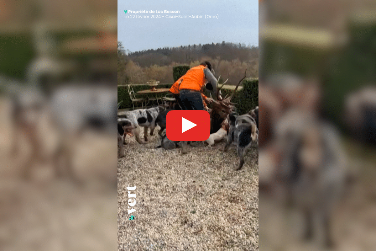 Des chasseurs abattent un cerf dans la propriété de Luc Besson : le cinéaste dénonce un «meurtre»