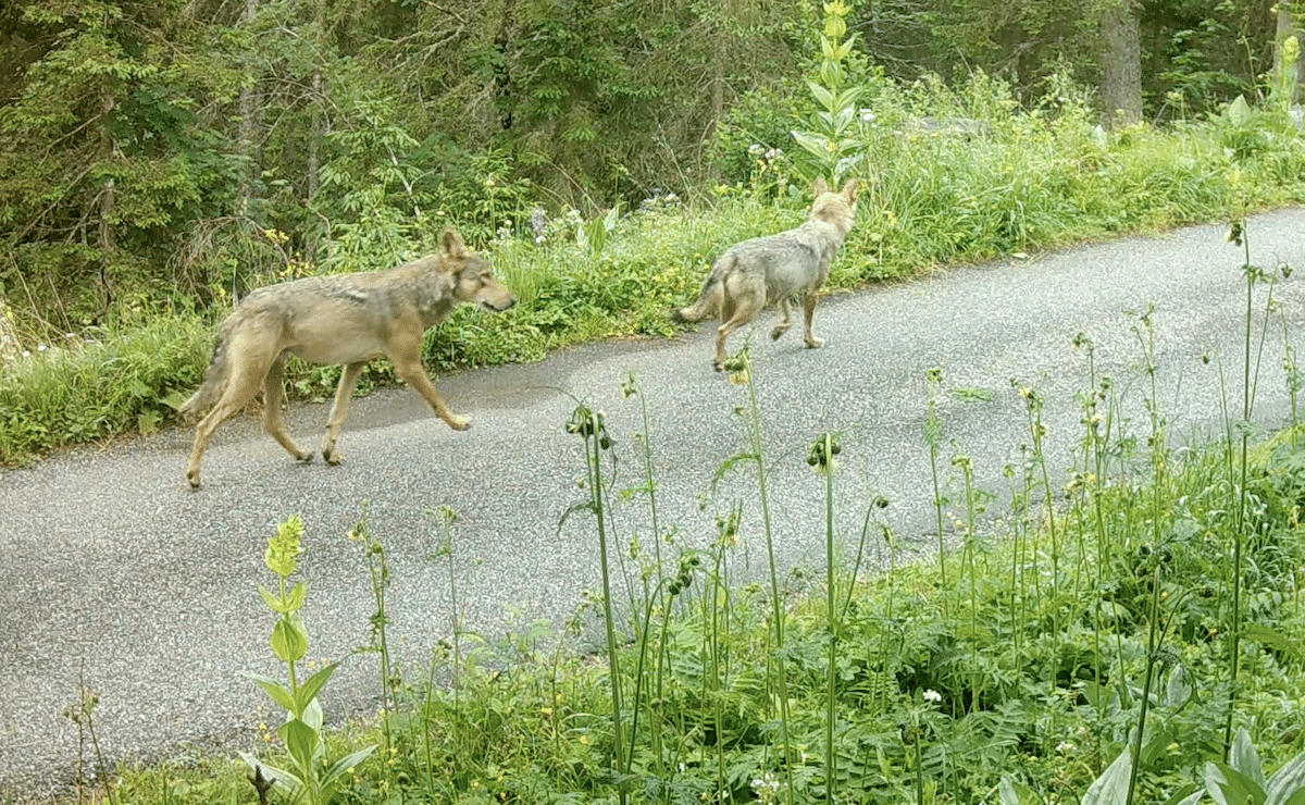Balle dans la mâchoire, meute éradiquée, tireurs à sa poursuite… la folle histoire de «M351», le loup qui ne voulait pas mourir