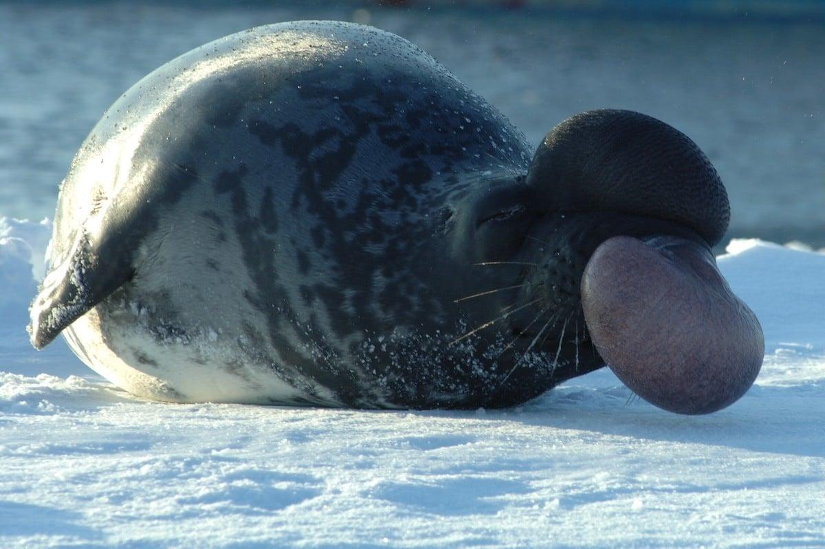 Phoques arctiques proches de l&rsquo;extinction et populations d&rsquo;oiseaux en déclin : dans la liste rouge mondiale, des espèces de plus en plus menacées