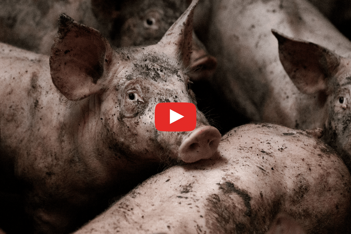 Mutilations, enfermement, cadavres en décomposition… L214 révèle des maltraitances dans huit élevages de porcs E.Leclerc