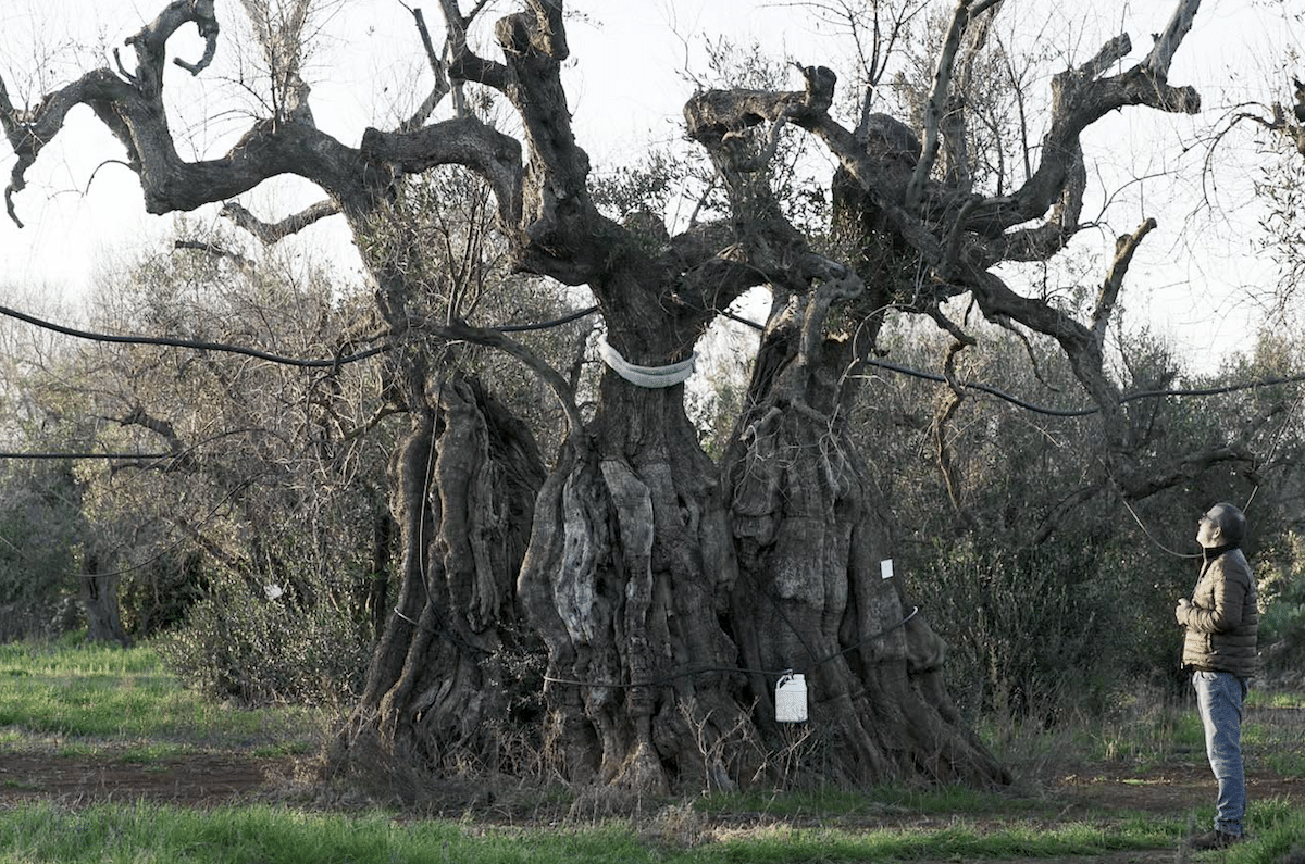 Ces nouvelles maladies qui détruisent arbres et cultures et coûtent des milliards à l’Europe