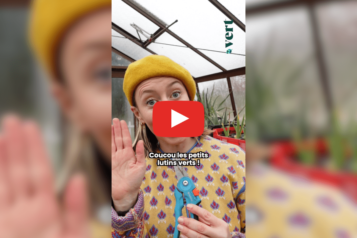 Décorer un sapin pour Noël et le jeter quelques jours après, Ta mère nature nous explique pourquoi on fait ça