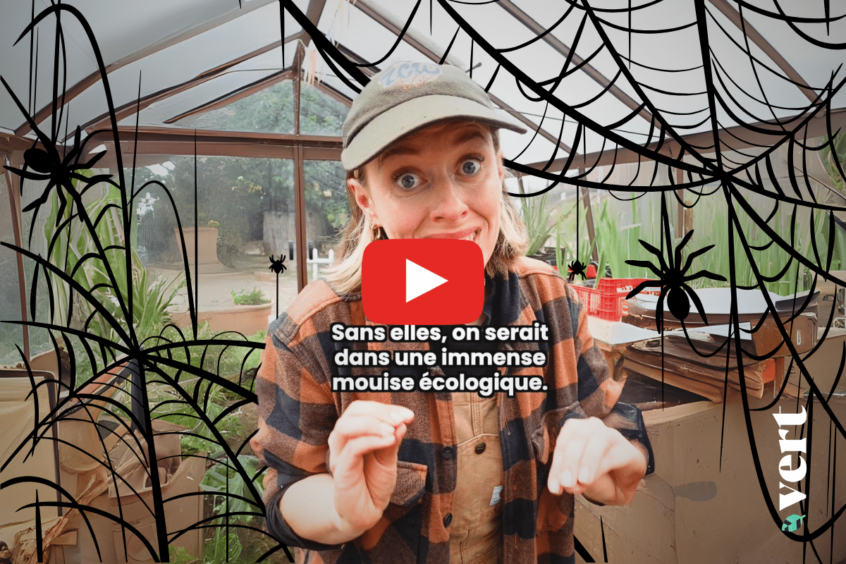 Ta mère nature déconstruit trois mythes sur les araignées