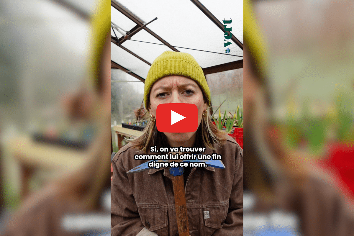 Que faire de son sapin de Noël ? Ta mère nature donne 4 idées écolos pour s’en séparer