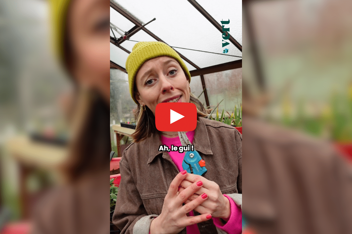 Le gui, parasite ou porte-bonheur ? Ta mère nature nous explique pourquoi c&rsquo;est une plante de forceurs