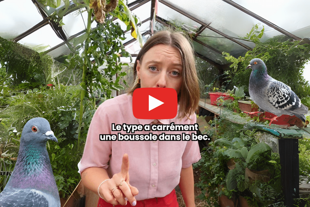 Cet animal archi-stylé que tout le monde déteste