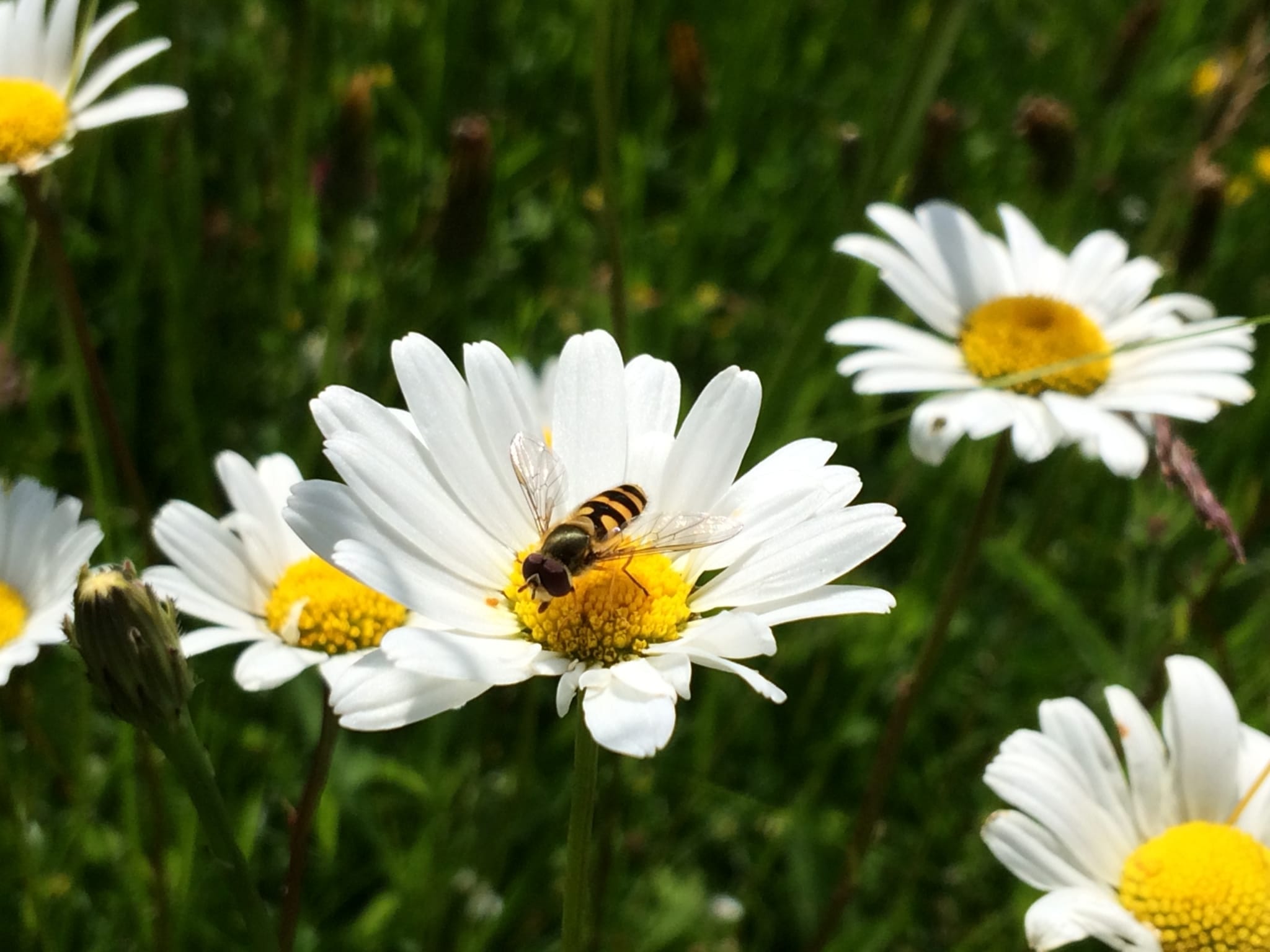 En mai, et si on laissait la tondeuse au garage&nbsp;?