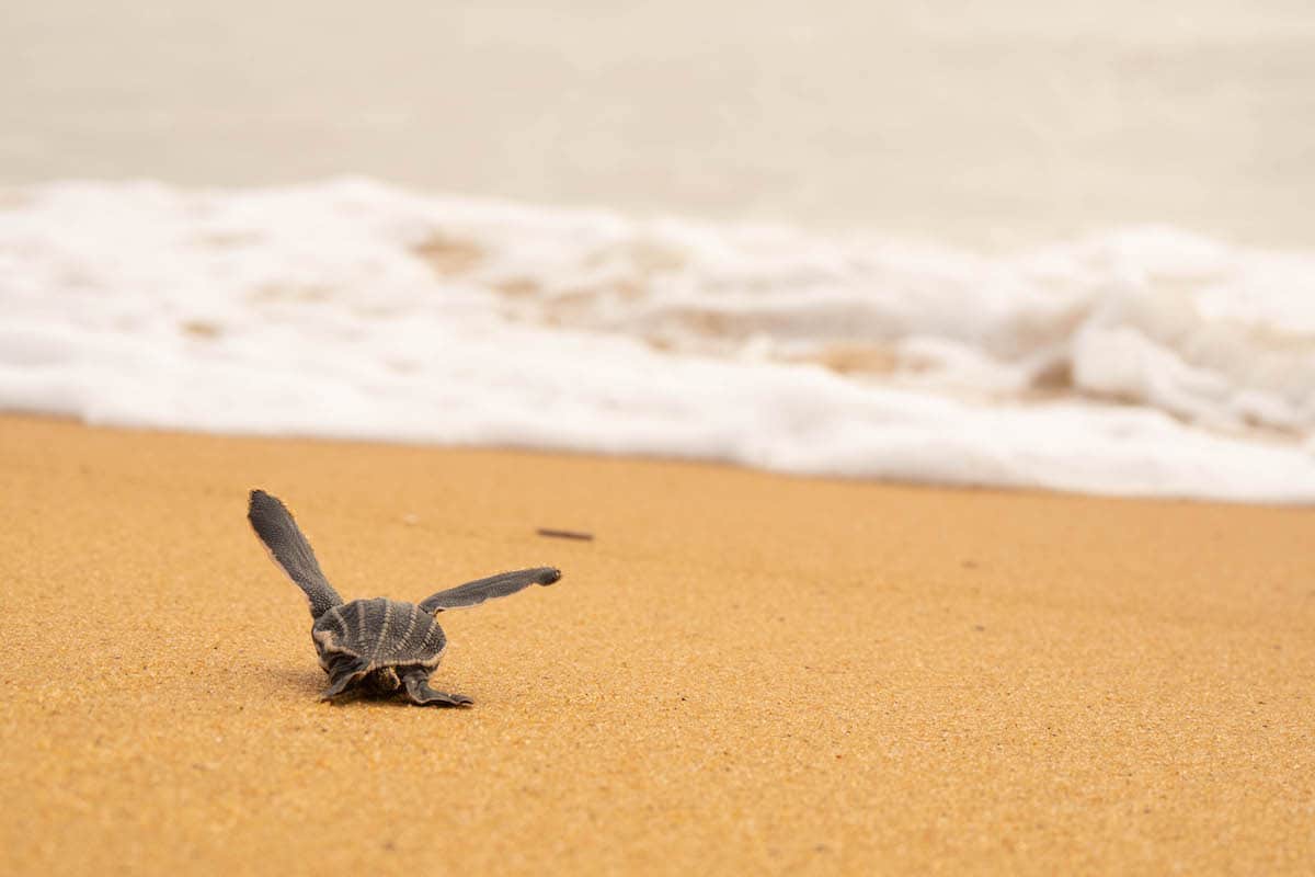 En Guyane, le combat pour sauver les dernières tortues marines