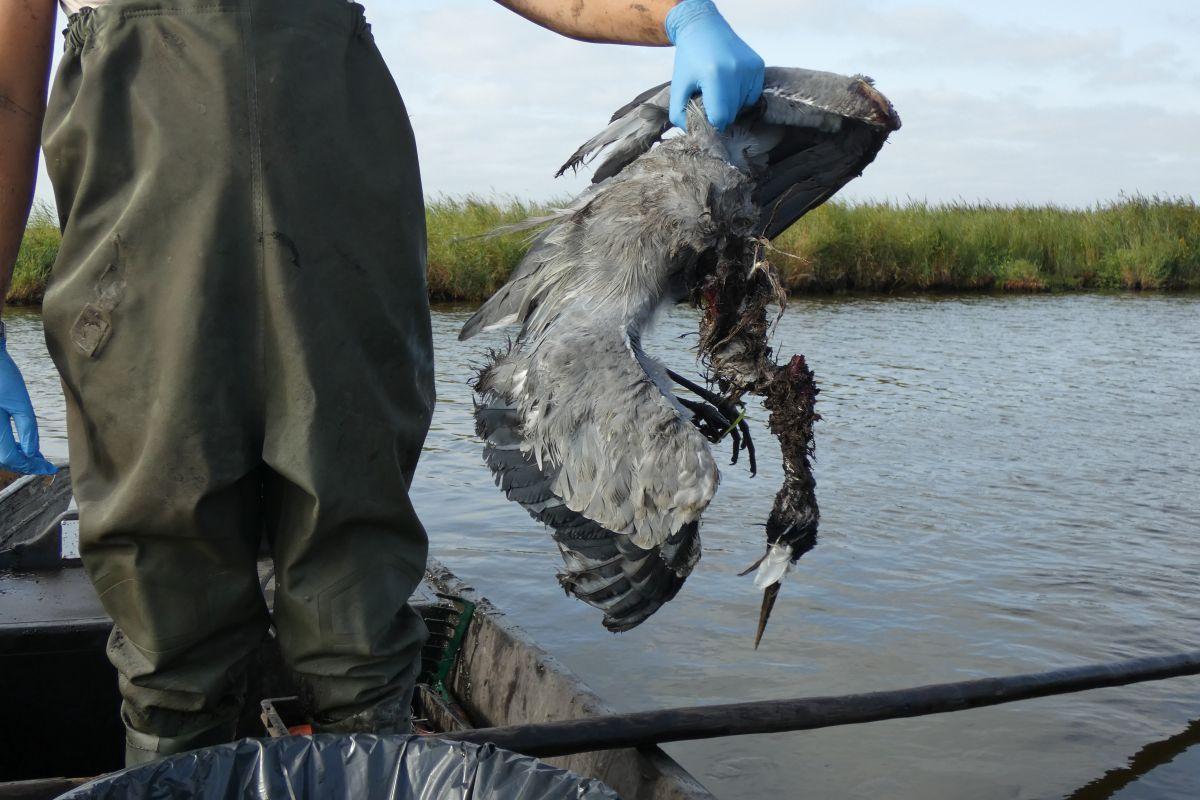 «C’est une lente agonie» : 8 000 oiseaux «crèvent» du botulisme dans les marais de Loire-Atlantique
