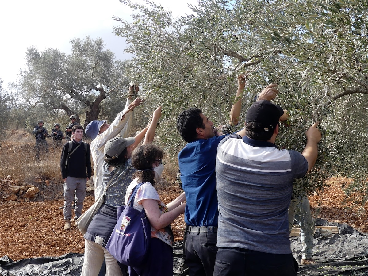 «Elle garantit notre subsistance» : en Palestine, des paysans français en renfort pour une récolte des olives sous haute tension
