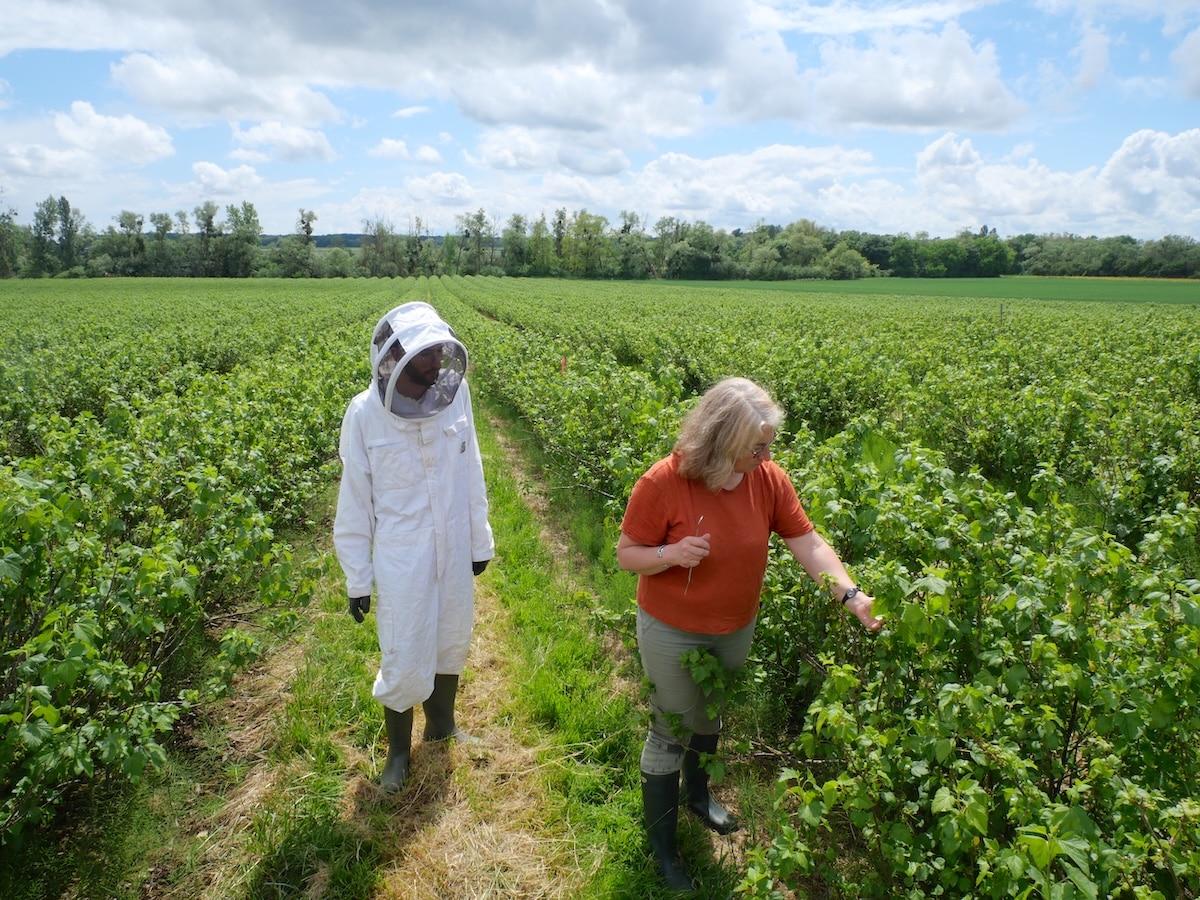 «99% des pollinisateurs ont disparu en 40 ans» : près de Dijon, scientifiques et agriculteurs s’allient pour sauver la production de cassis