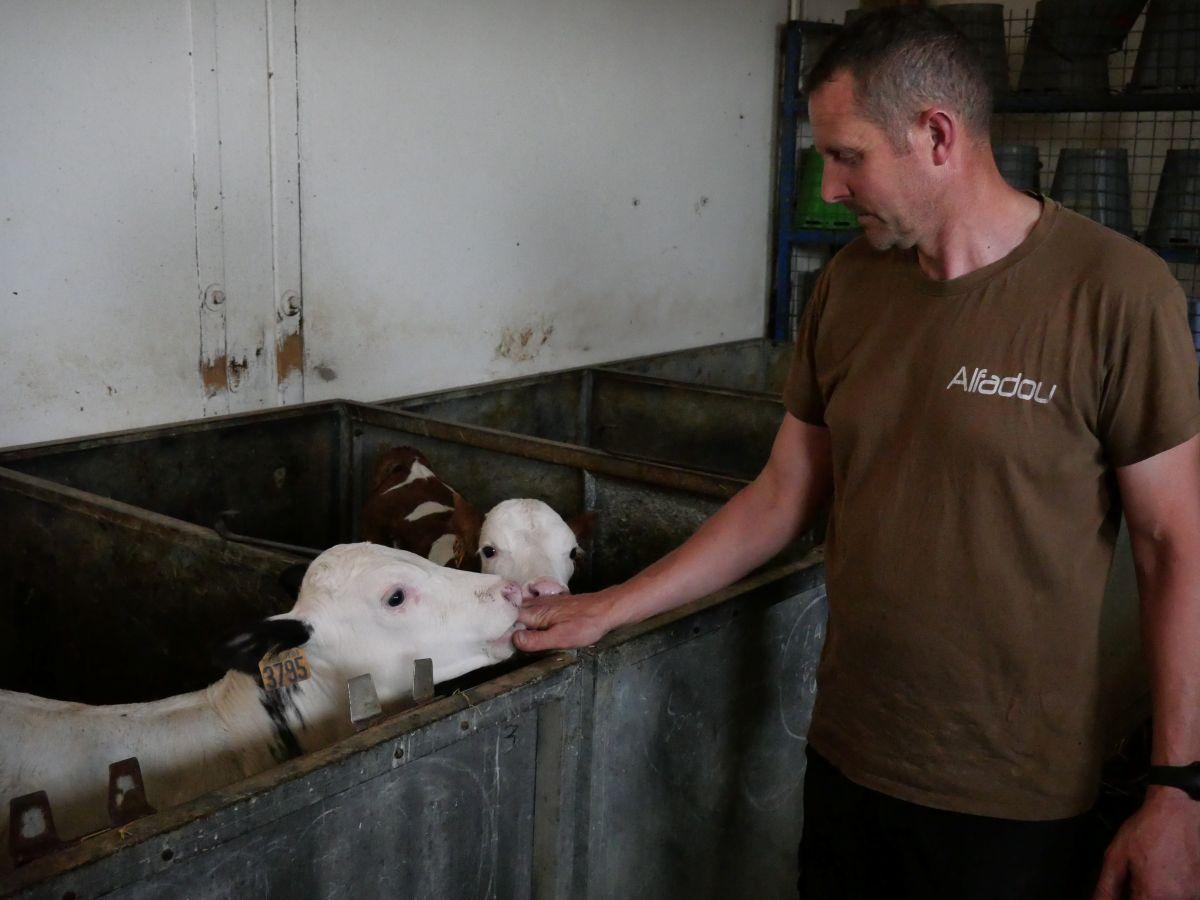 «Elles ont pris une claque avec la chaleur» : face à la canicule, les vaches souffrent et les éleveurs cherchent à s’adapter