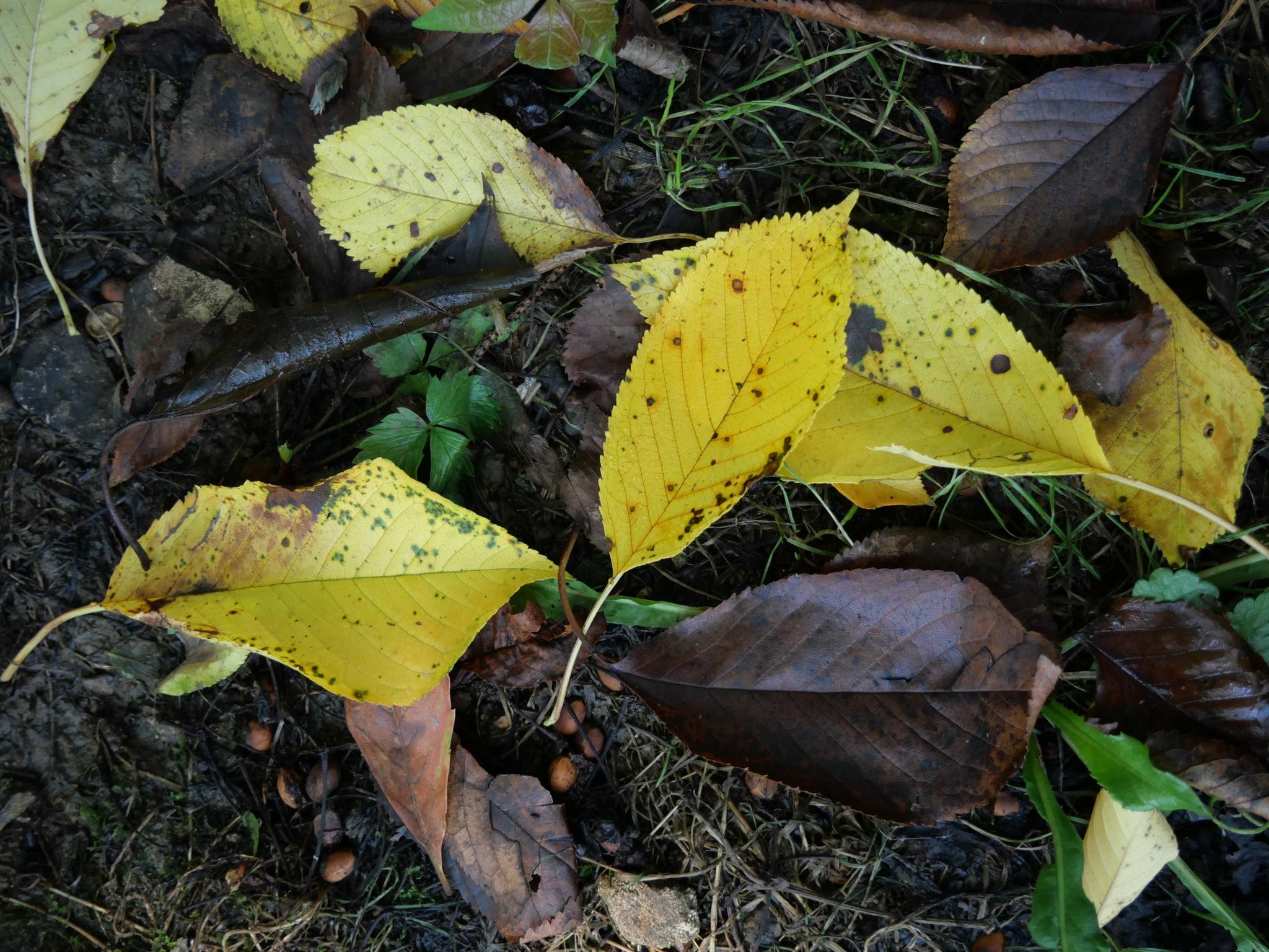 Arbres jaunis, tapis de feuilles mortes, maladies… est-ce que c’est déjà l’automne ?