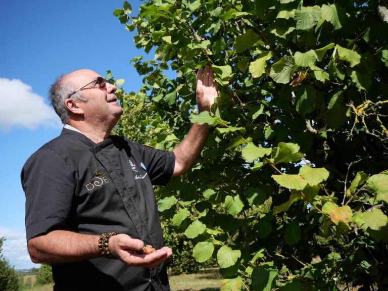 «J’ai failli crever à cause de ces produits» : dans le Lot-et-Garonne, cet agriculteur produit des noisettes sans pesticide