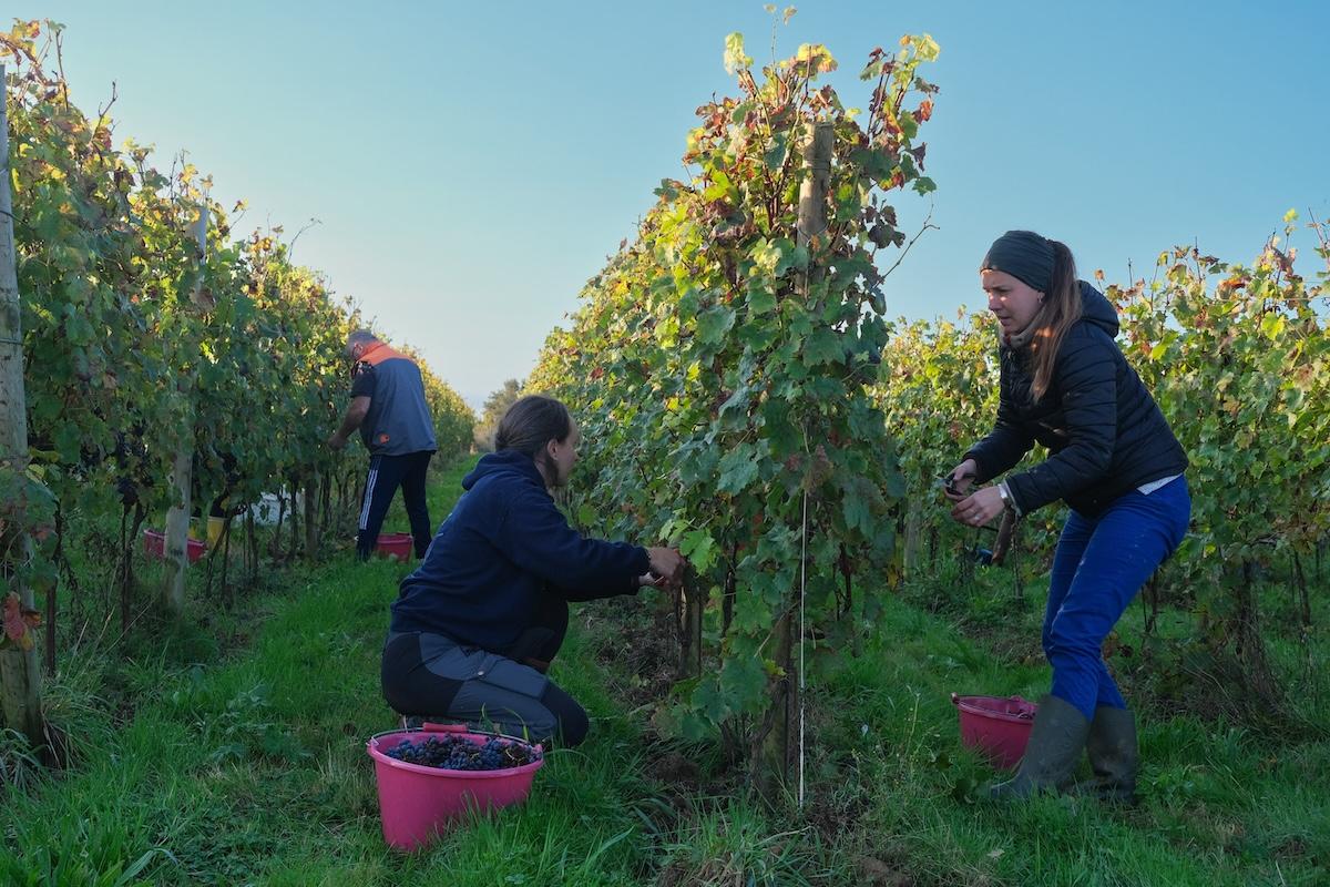 «On participe à l’adaptation au réchauffement» : la culture de la vigne renaît en Bretagne