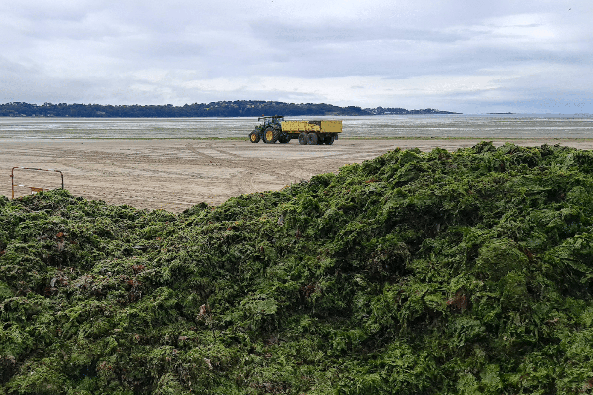 Algues vertes : la justice ordonne à l&rsquo;État de faire plus contre la pollution aux nitrates