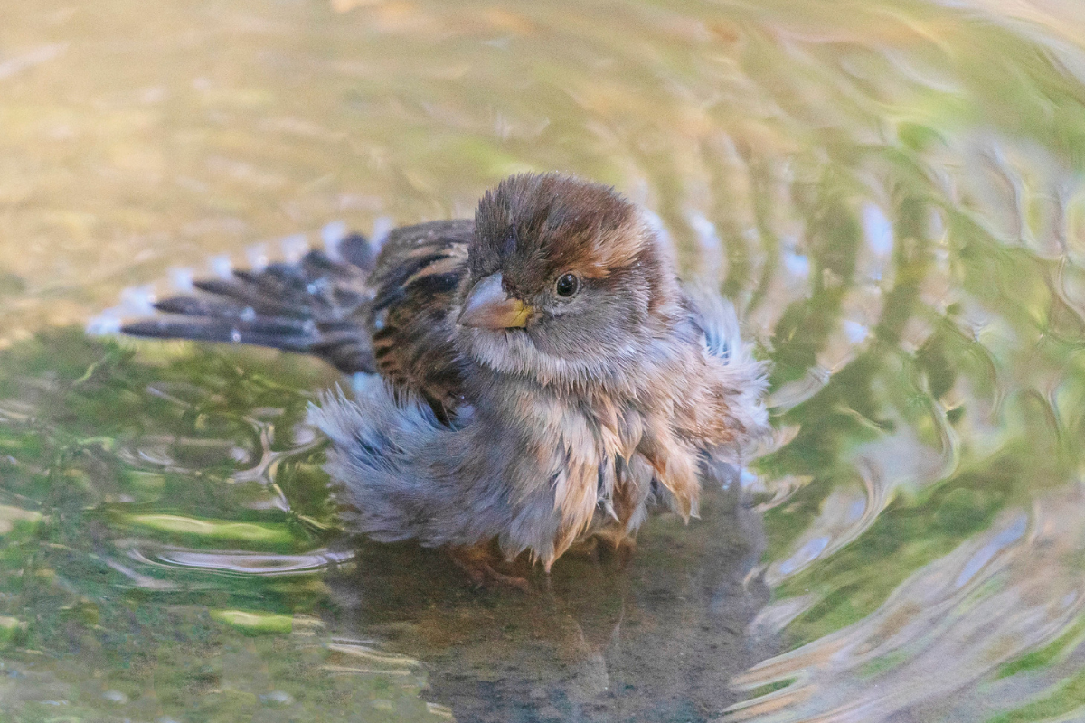 Il était en train de disparaître à Paris : après un déclin brutal, le moineau domestique retrouve un peu d&rsquo;air