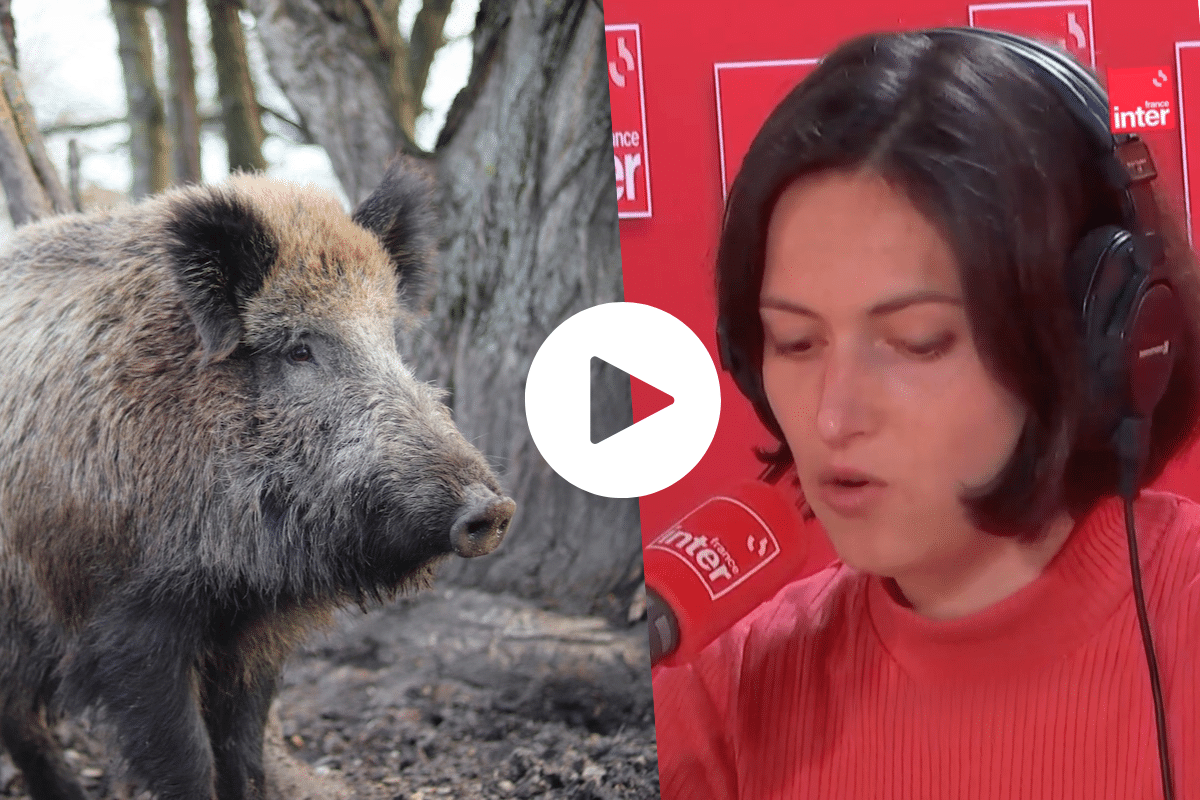 Détention d’animaux sauvages : les mésaventures de «Rillette», la chronique de Juliette Quef dans la Terre au carré