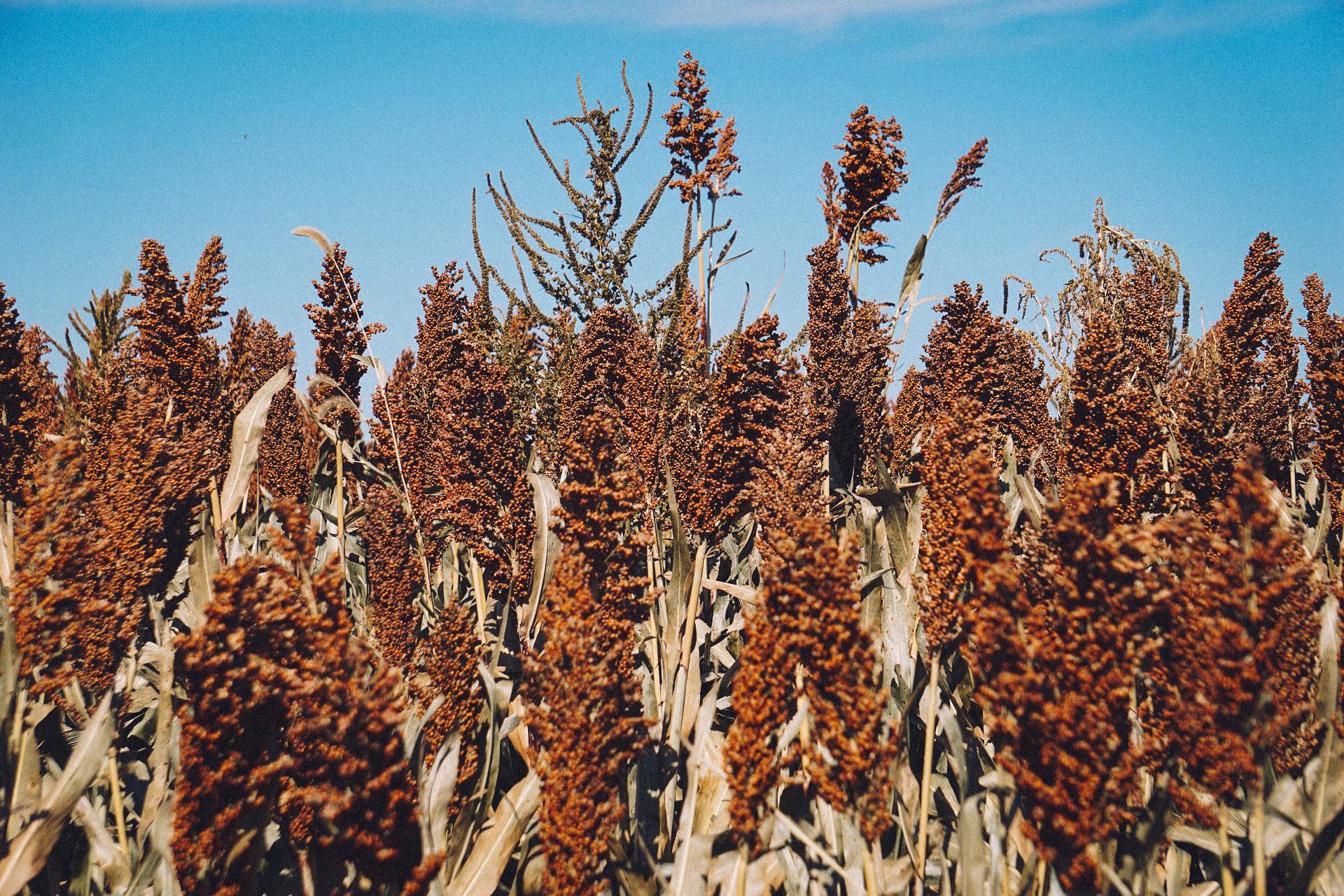 Le sorgho, la céréale du futur dans un monde en surchauffe ?