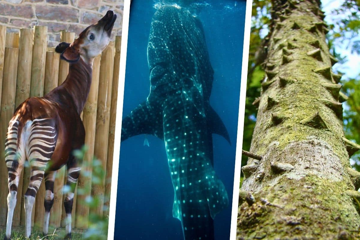 Okapi, requin-baleine ou pernambouc : la protection de dizaines d&rsquo;espèces animales et végétales vient d’être renforcée