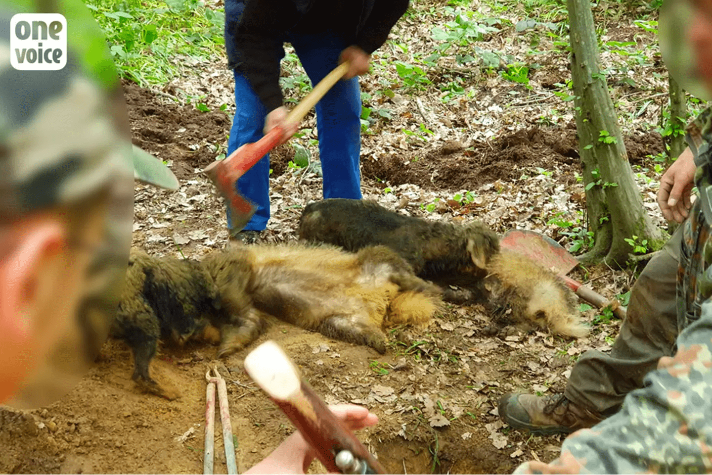 Signée par 100&nbsp;000 personnes, la pétition pour mettre fin au déterrage des blaireaux gagne le Sénat