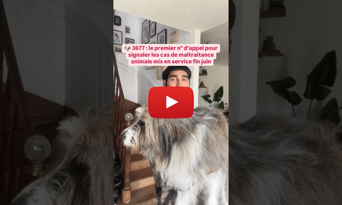 Cent médias contre l&rsquo;extrême droite, signalement des maltraitances animales : les bonnes nouvelles de la semaine