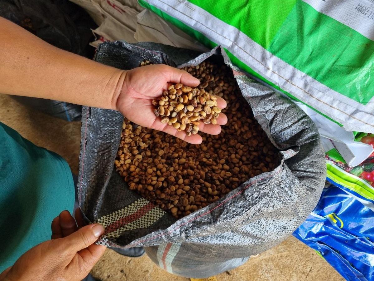 «Si on ne fait rien, il n’y aura presque plus de café en 2060» : le café de demain s’invente aujourd&rsquo;hui dans les hauts plateaux du Vietnam