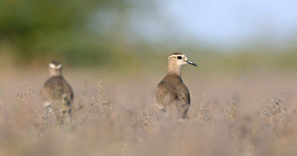Près de la moitié des espèces d’oiseaux sont en déclin à cause des activités humaines