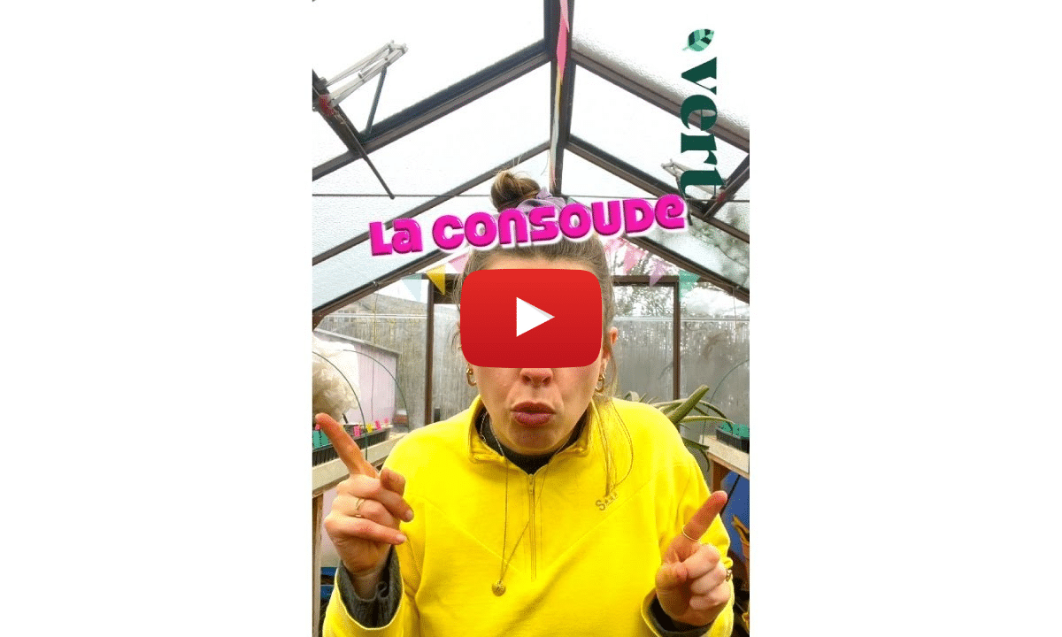 Ortie, consoude et prêle pour combattre les ravageurs sans chimie 