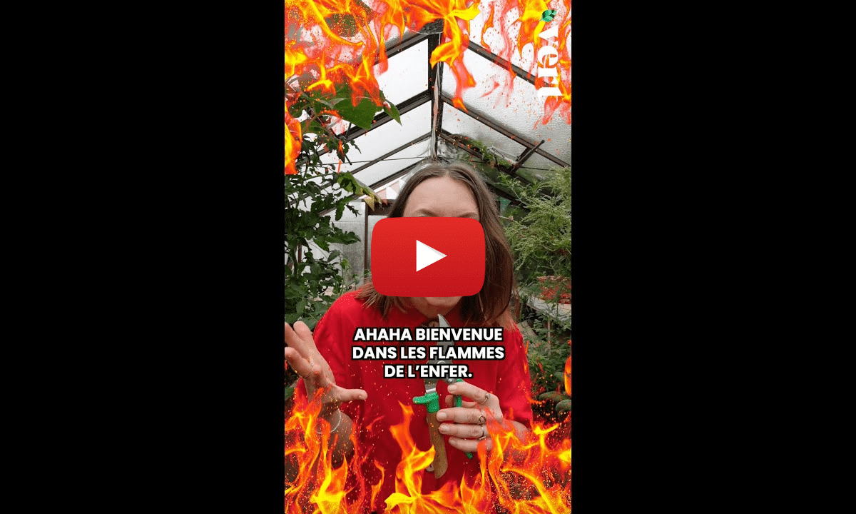 Ces plantes qui kiffent le feu