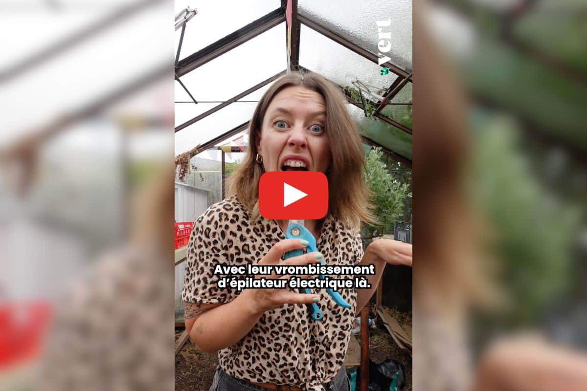 Même si c’est tentant, éradiquer les moustiques n’est pas une bonne idée : la chronique de Ta mère nature